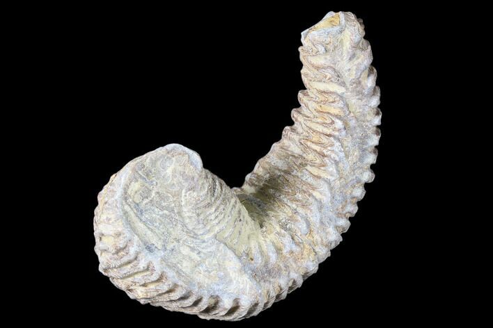 Cretaceous Fossil Oyster (Rastellum) - Madagascar #88464